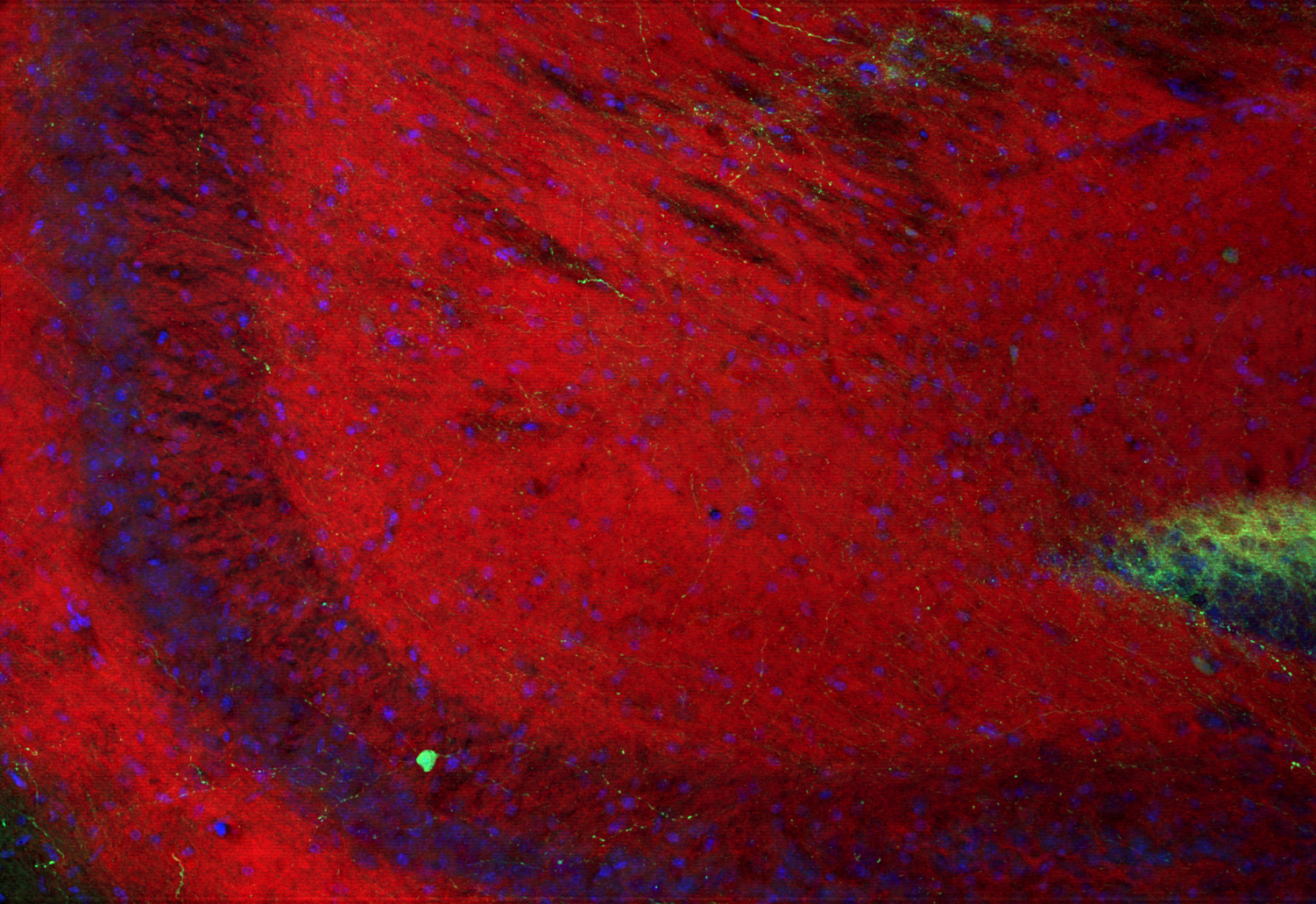 Neuroligin3 Recombinant rabbit - image 5